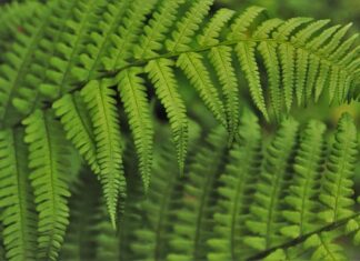 Jak wdrożyć stronę internetową? Jak wdrożyć stronę internetową?