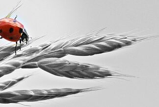 Komu podlega KIS? Komu podlega KIS?