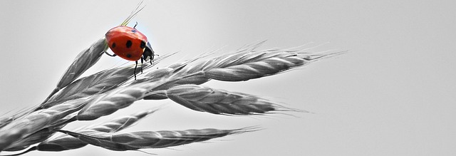 Komu podlega KIS? Komu podlega KIS?