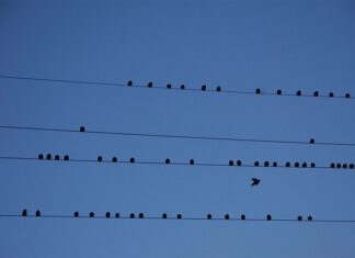 Jakie są pozytywne i negatywne skutki emigracji? Jakie są pozytywne i negatywne skutki emigracji?