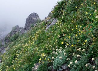Ile kosztuje wymiana do Japonii?