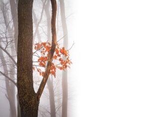 Jakie są negatywne skutki emigracji? Jakie są negatywne skutki emigracji?